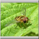 Syrphus vitripennis - Kleine Schwebfliege m01.jpg